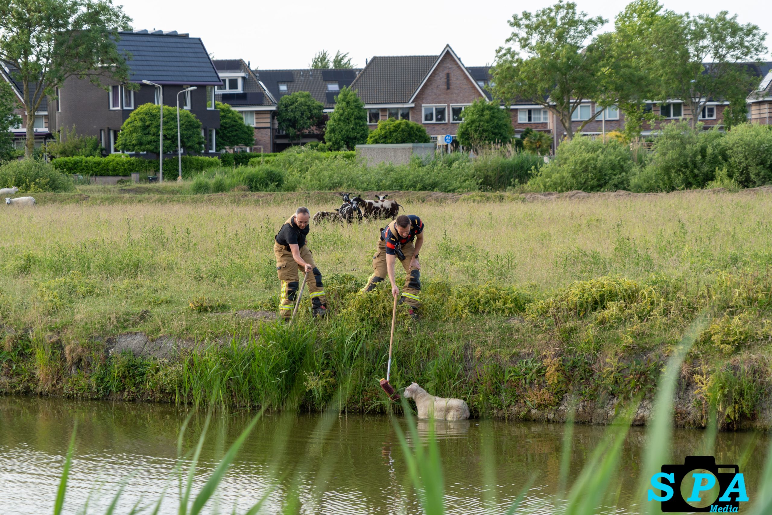 Schaap door brandweer uit het water gered aan de Imkerstraat in Berkel en Rodenrijs