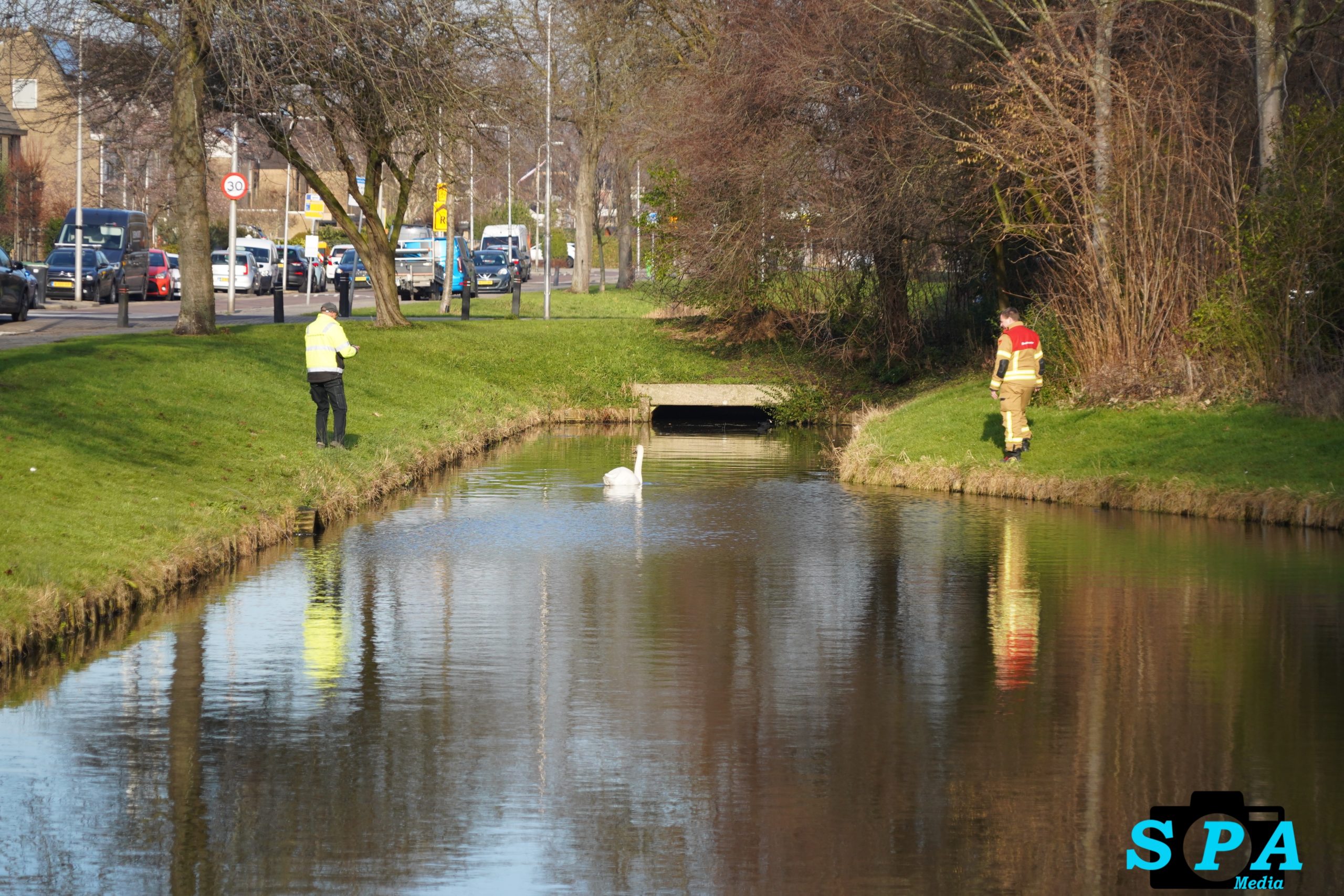 Dierenambulance en brandweer proberen gewonde zwaan te vangen Sterrenweg Berkel en Rodenrijs